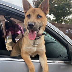 Meet your Posher, Owen